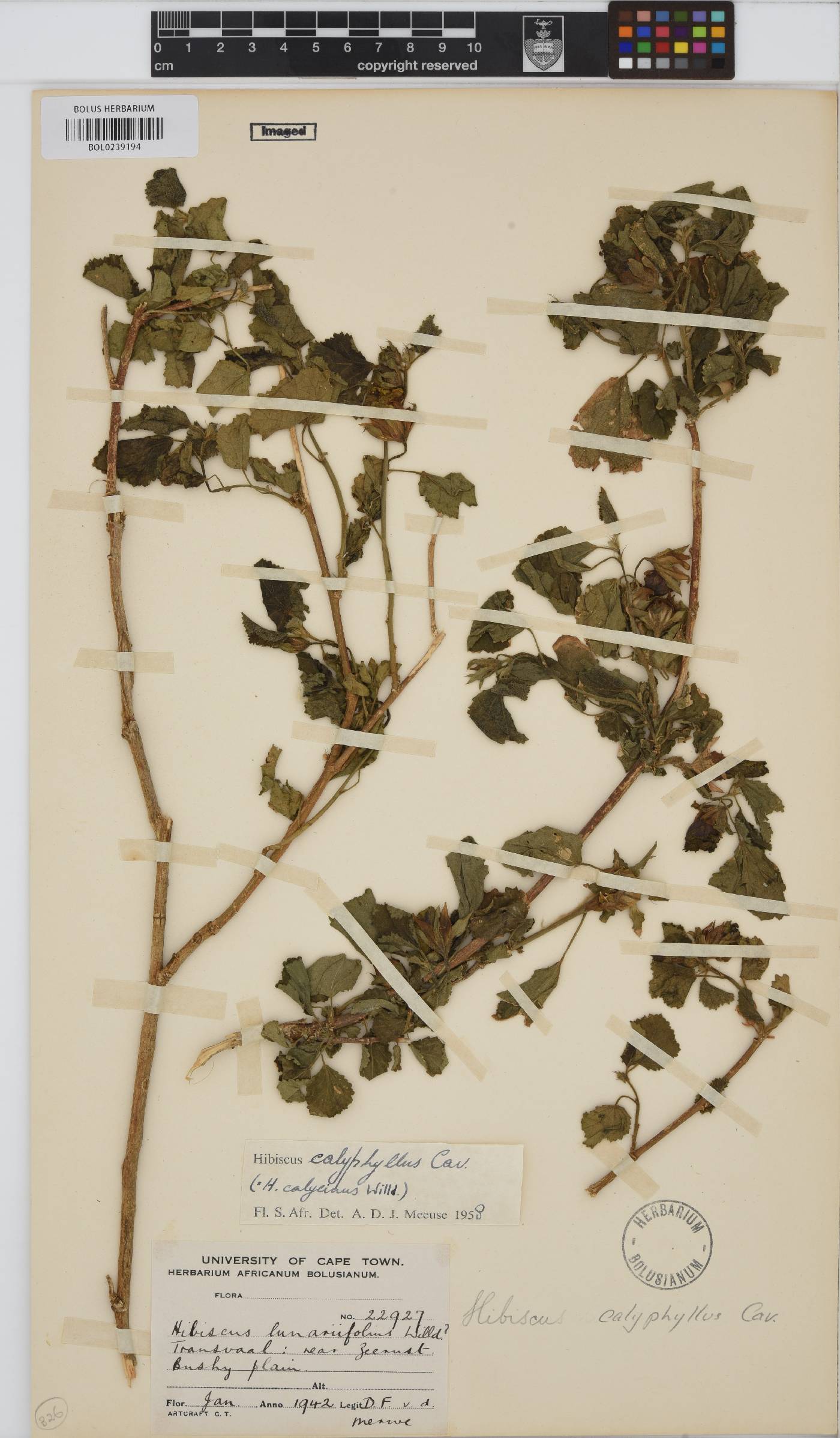 Hibiscus calyphyllus image