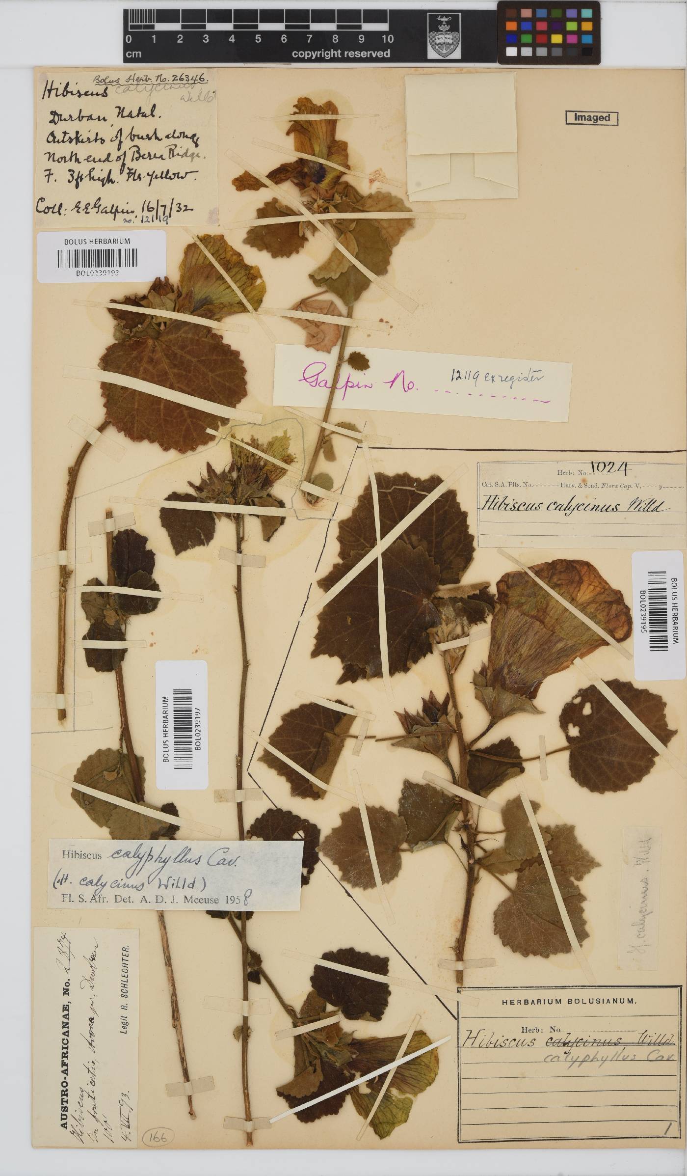 Hibiscus calyphyllus image