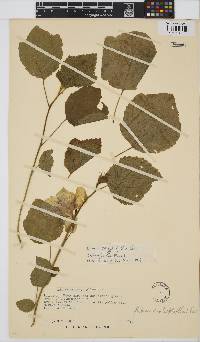 Hibiscus calyphyllus image
