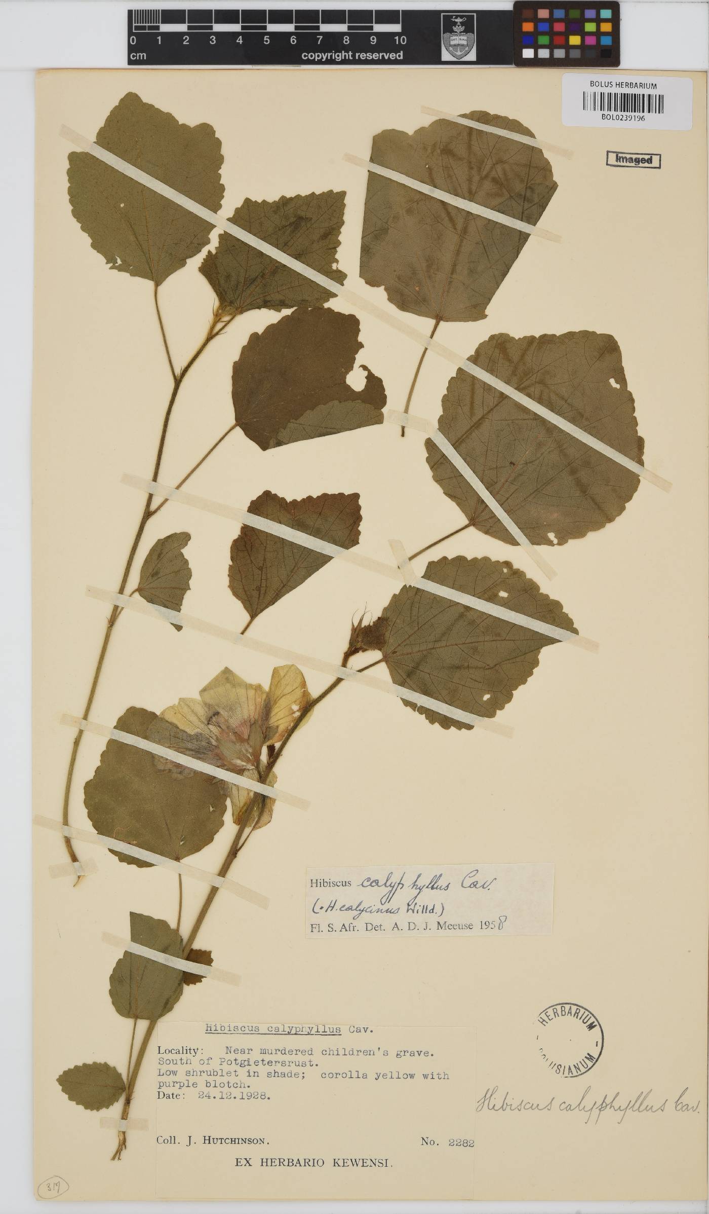 Hibiscus calyphyllus image