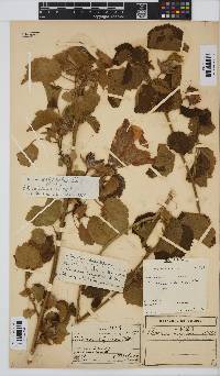 Hibiscus calyphyllus image