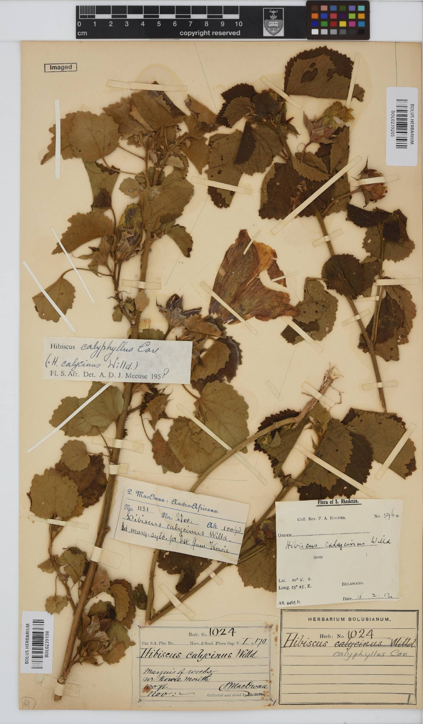 Hibiscus calyphyllus image