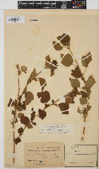 Hibiscus calyphyllus image