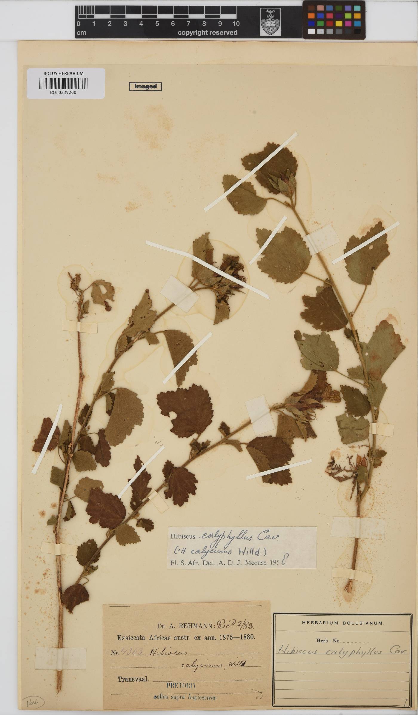 Hibiscus calyphyllus image