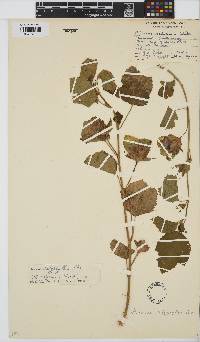 Hibiscus calyphyllus image