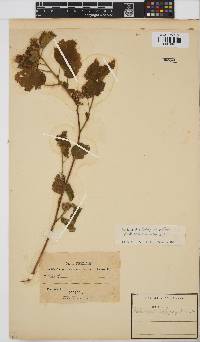 Hibiscus calyphyllus image