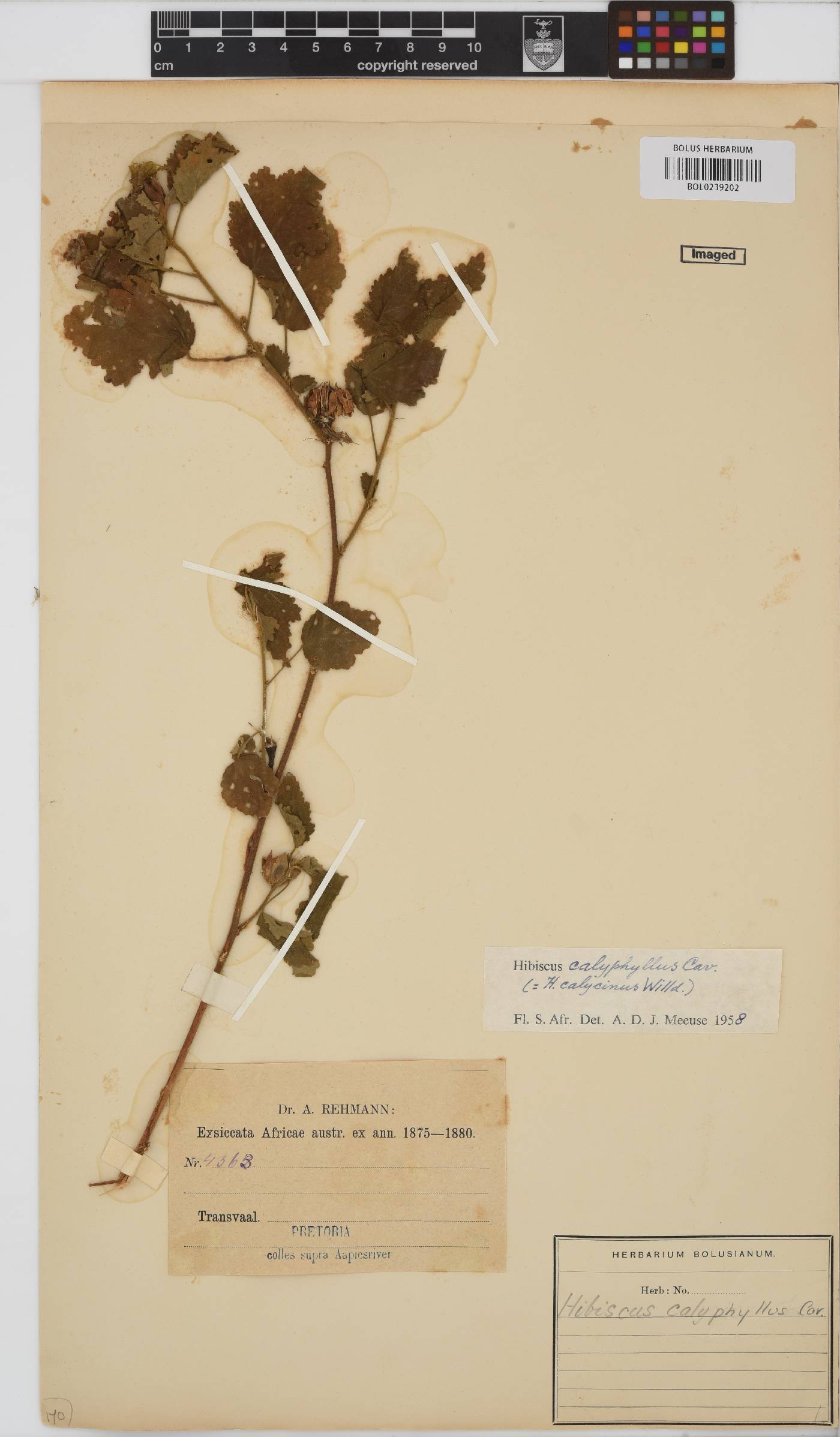 Hibiscus calyphyllus image