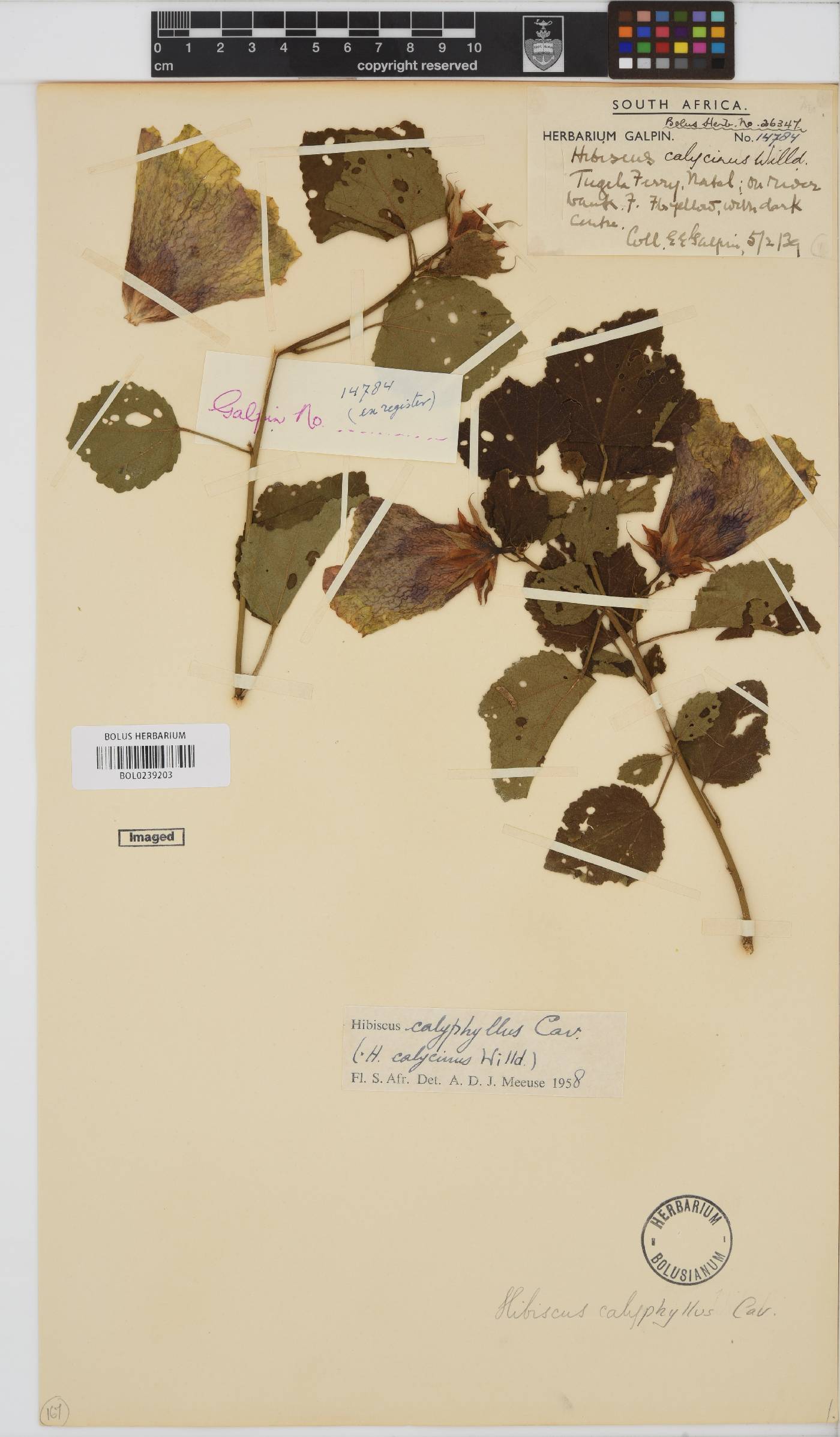 Hibiscus calyphyllus image
