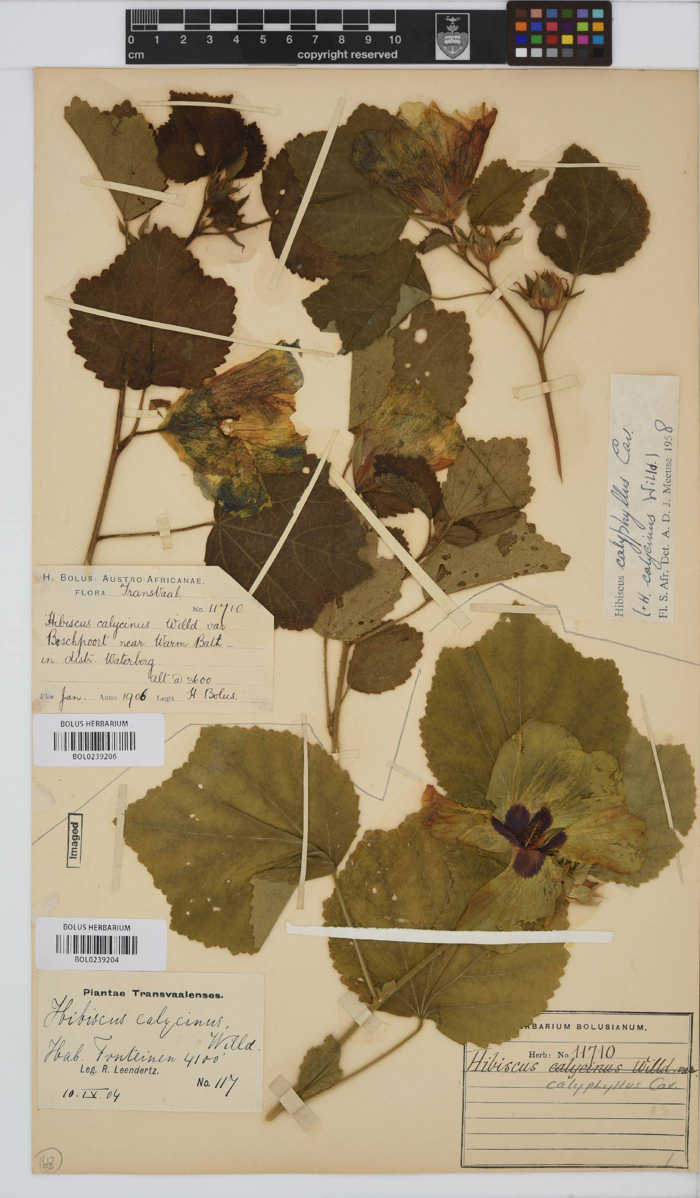 Hibiscus calyphyllus image