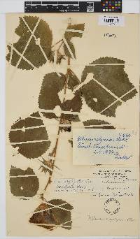 Hibiscus calyphyllus image