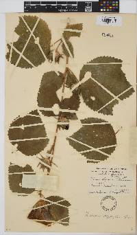Hibiscus calyphyllus image