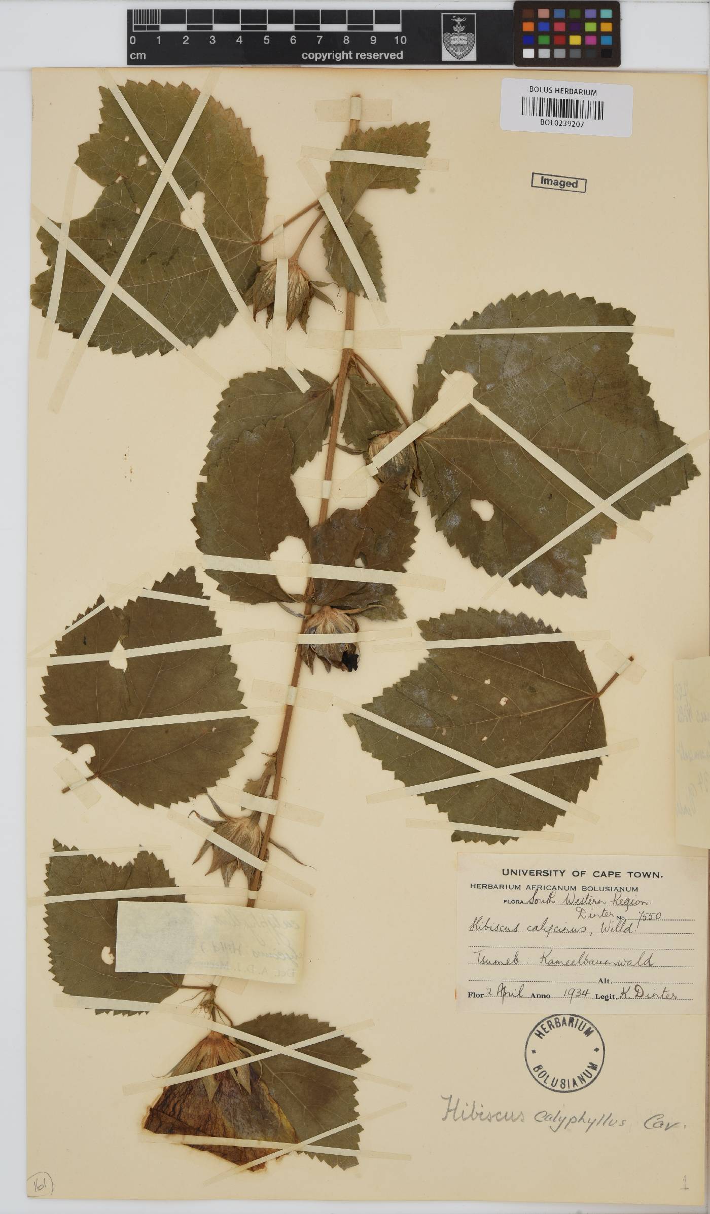 Hibiscus calyphyllus image