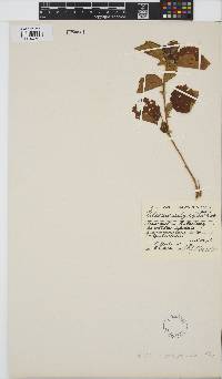 Hibiscus calyphyllus image