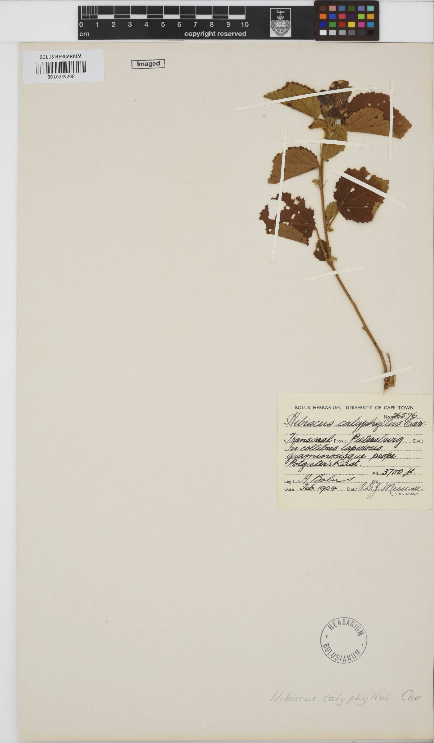 Hibiscus calyphyllus image