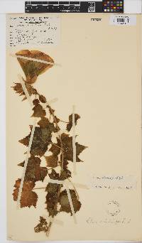 Hibiscus ludwigii image