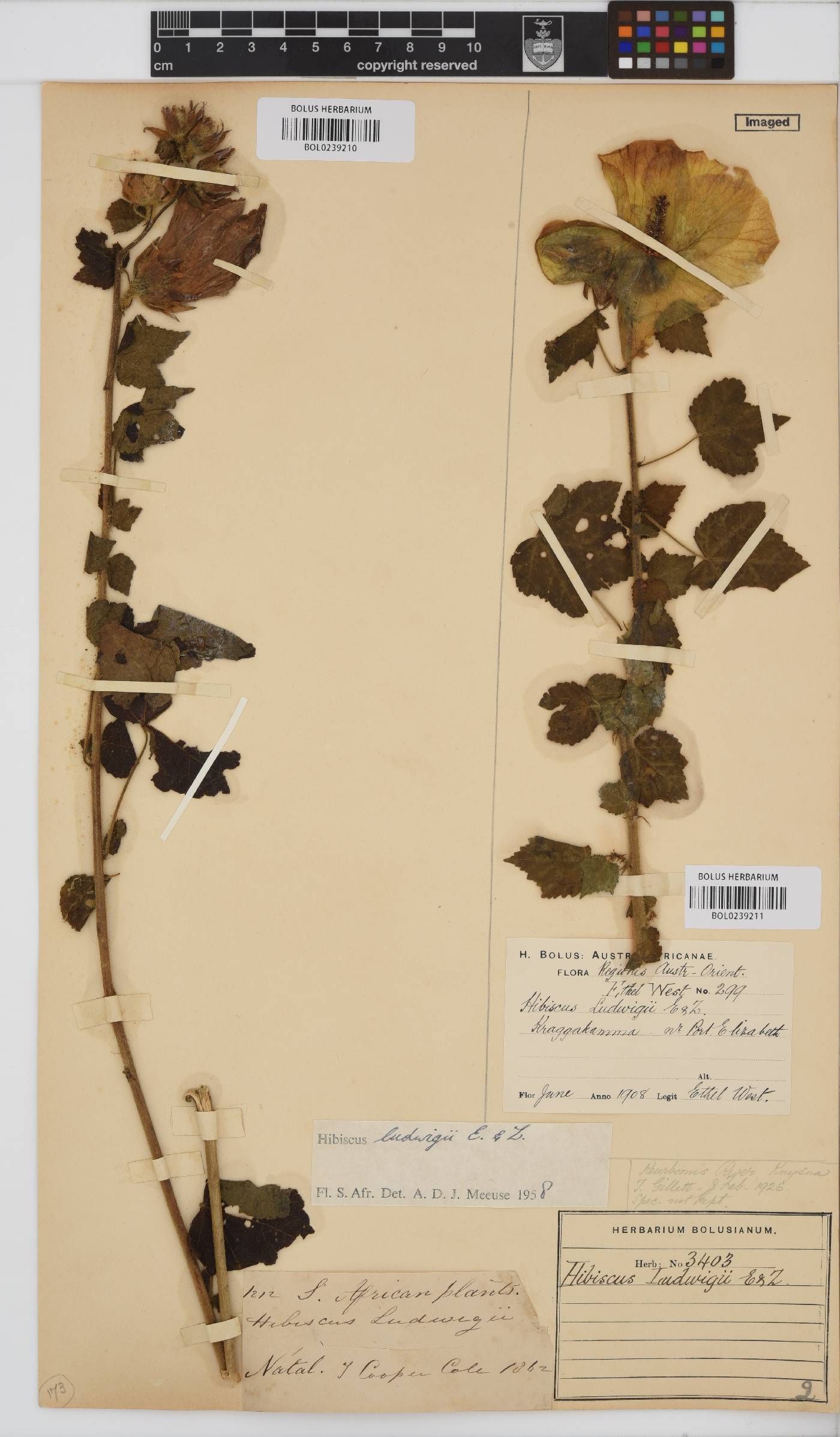 Hibiscus ludwigii image