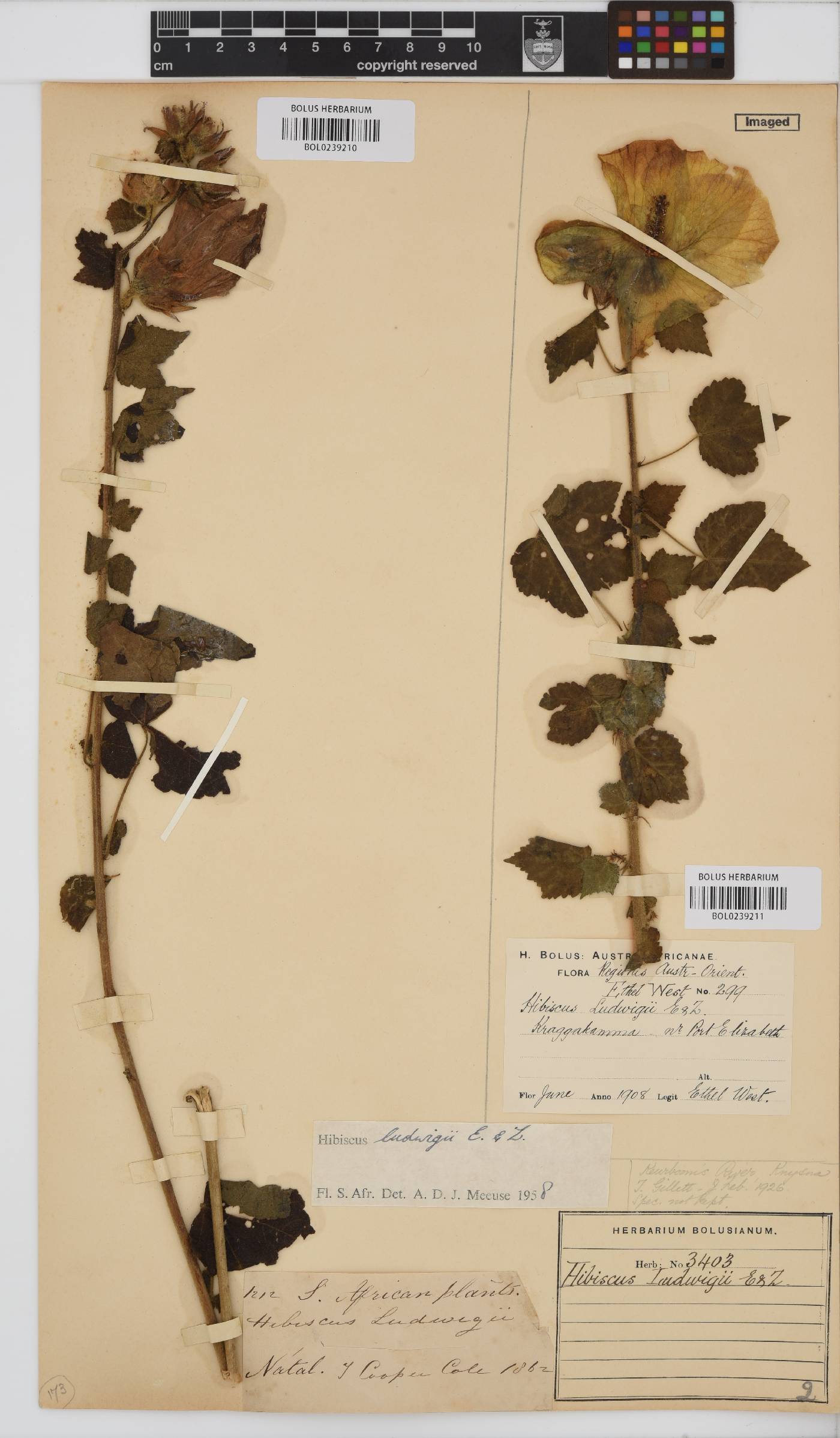 Hibiscus ludwigii image
