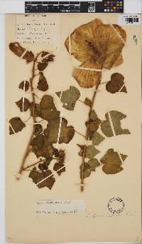 Hibiscus ludwigii image