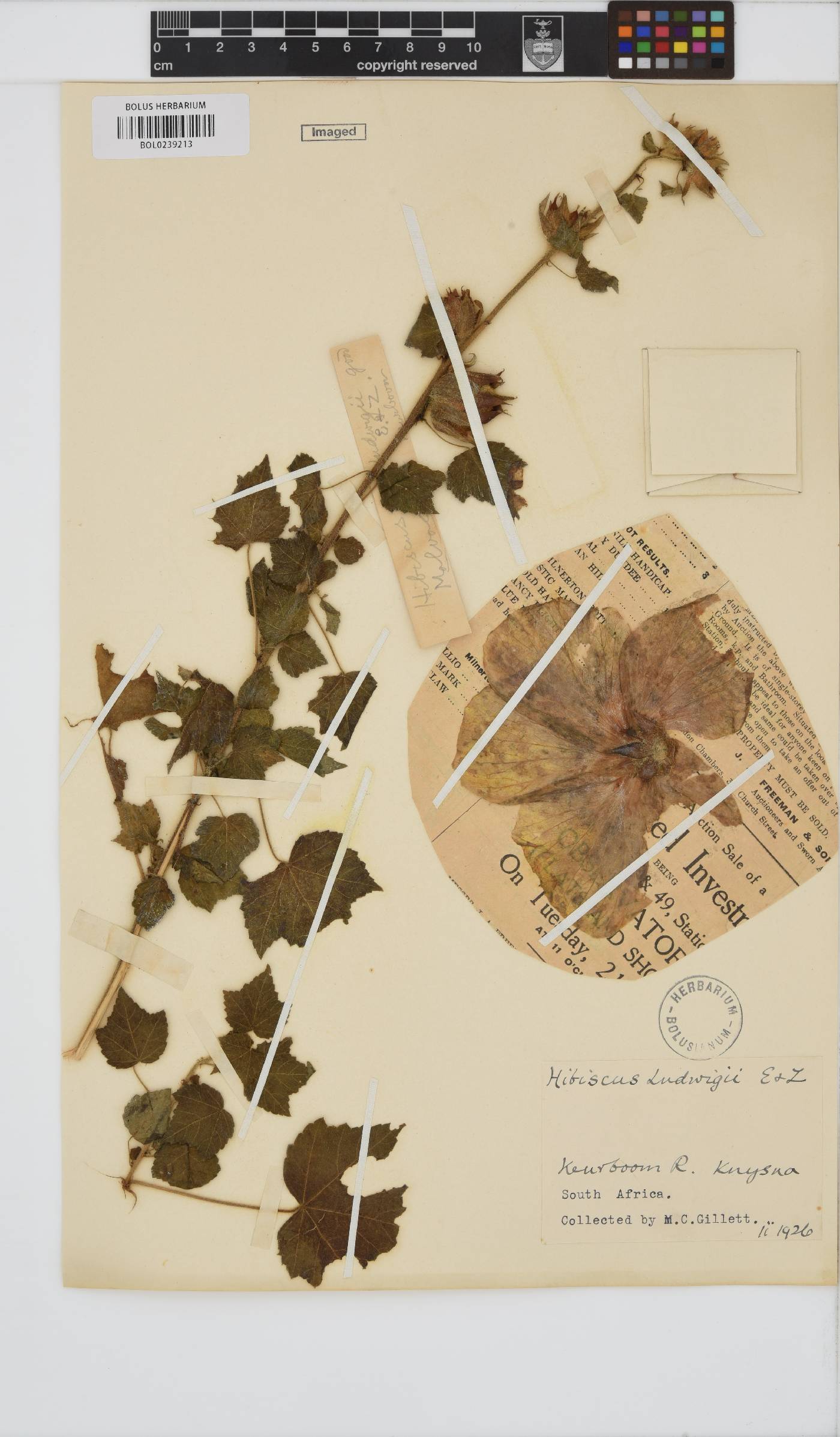 Hibiscus ludwigii image