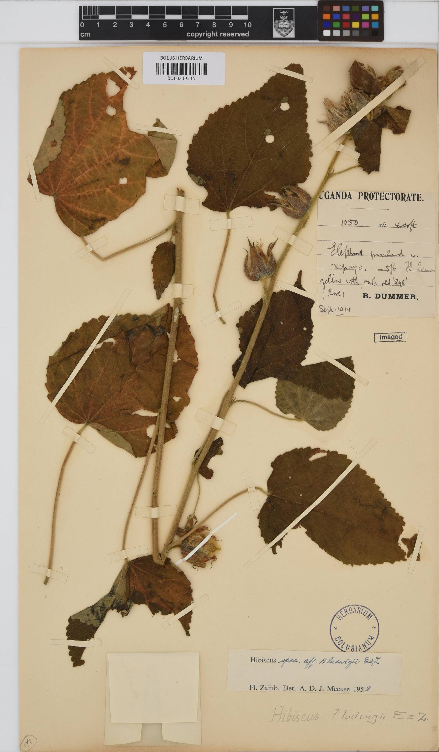 Hibiscus ludwigii image