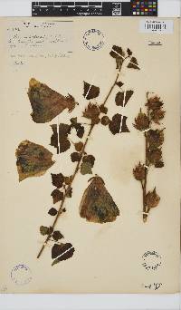 Hibiscus ludwigii image