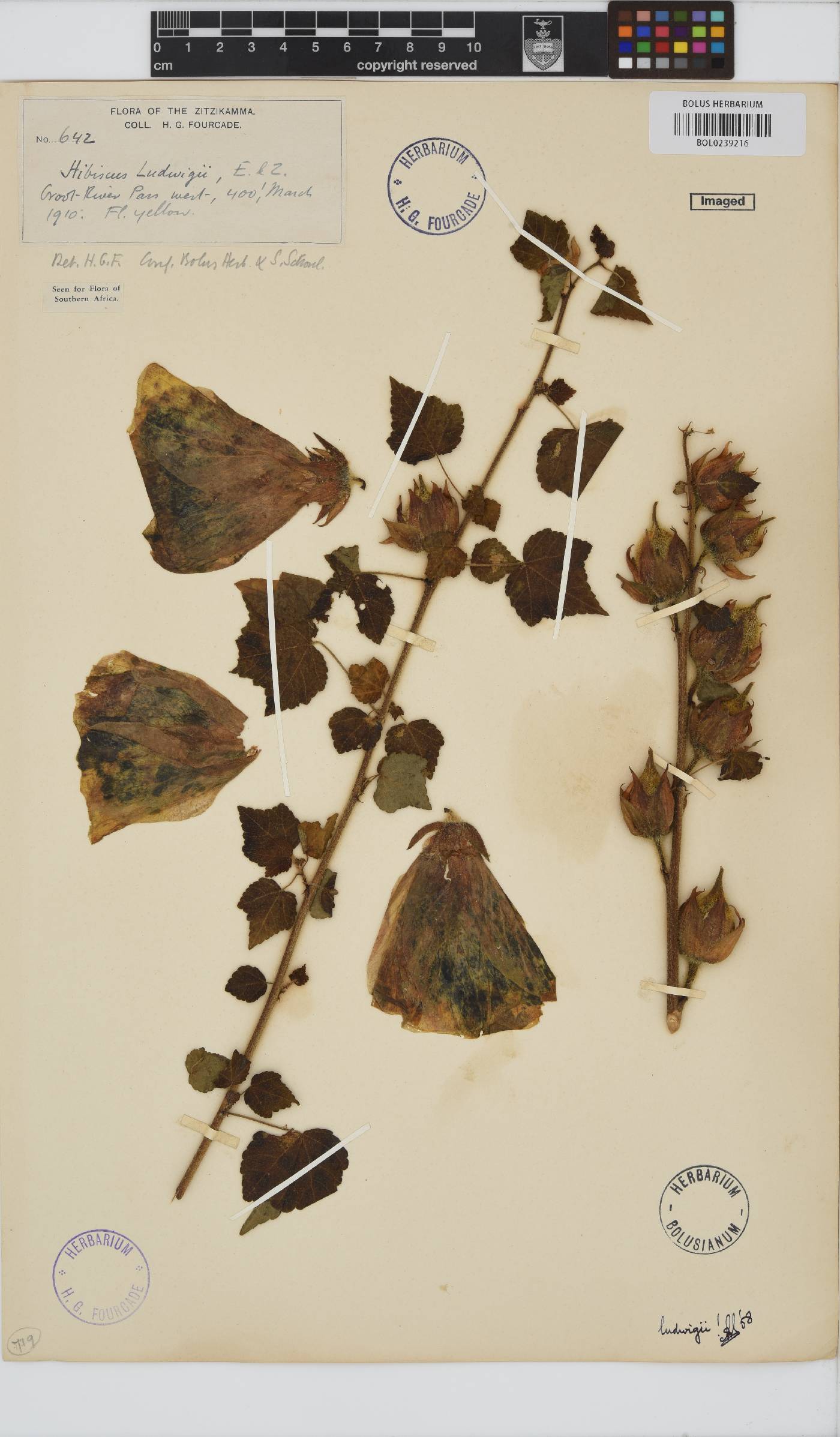 Hibiscus ludwigii image