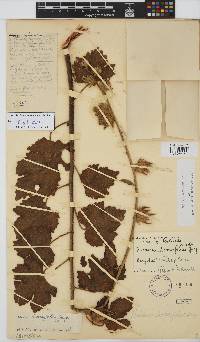Image of Hibiscus diversifolius
