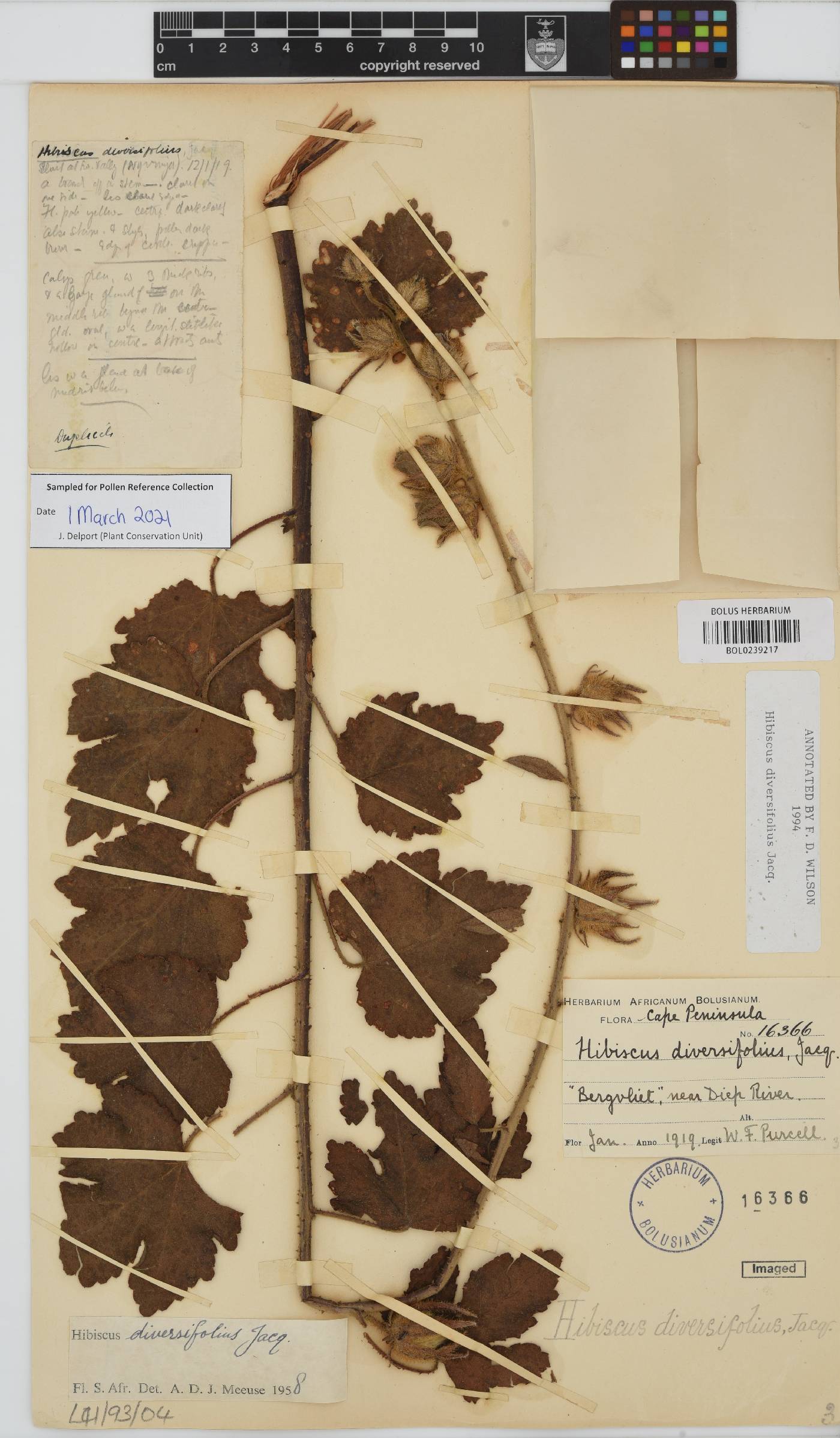 Hibiscus diversifolius image