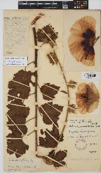 Hibiscus diversifolius image