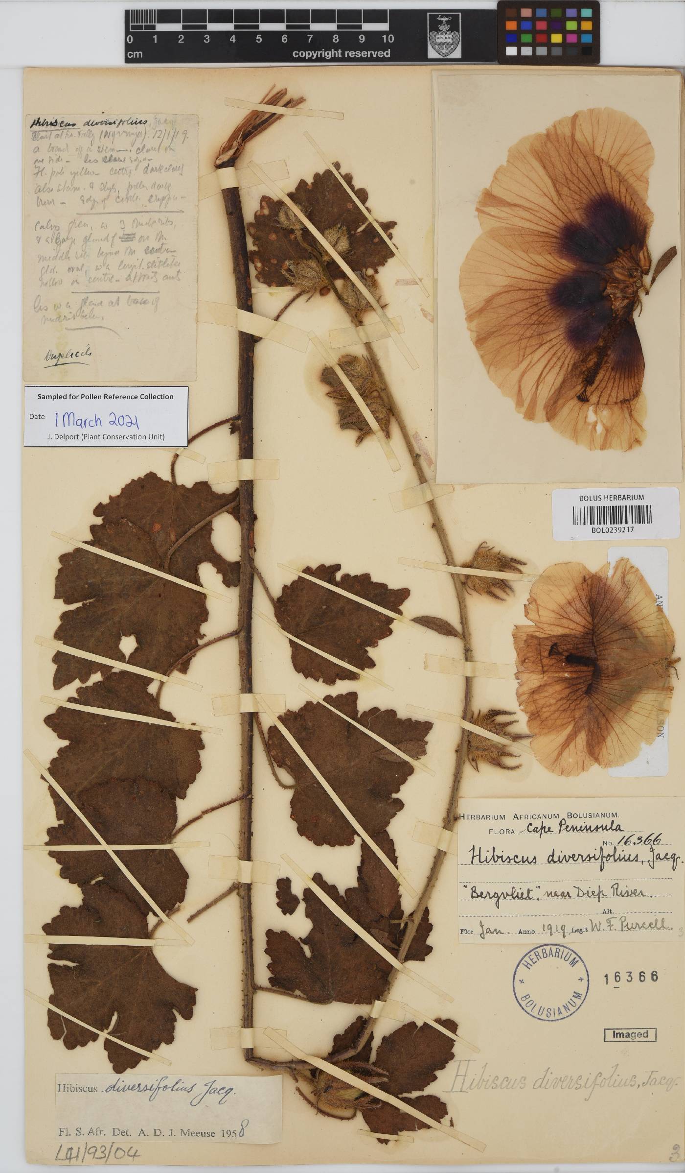 Hibiscus diversifolius image