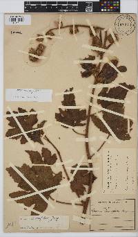 Hibiscus diversifolius image