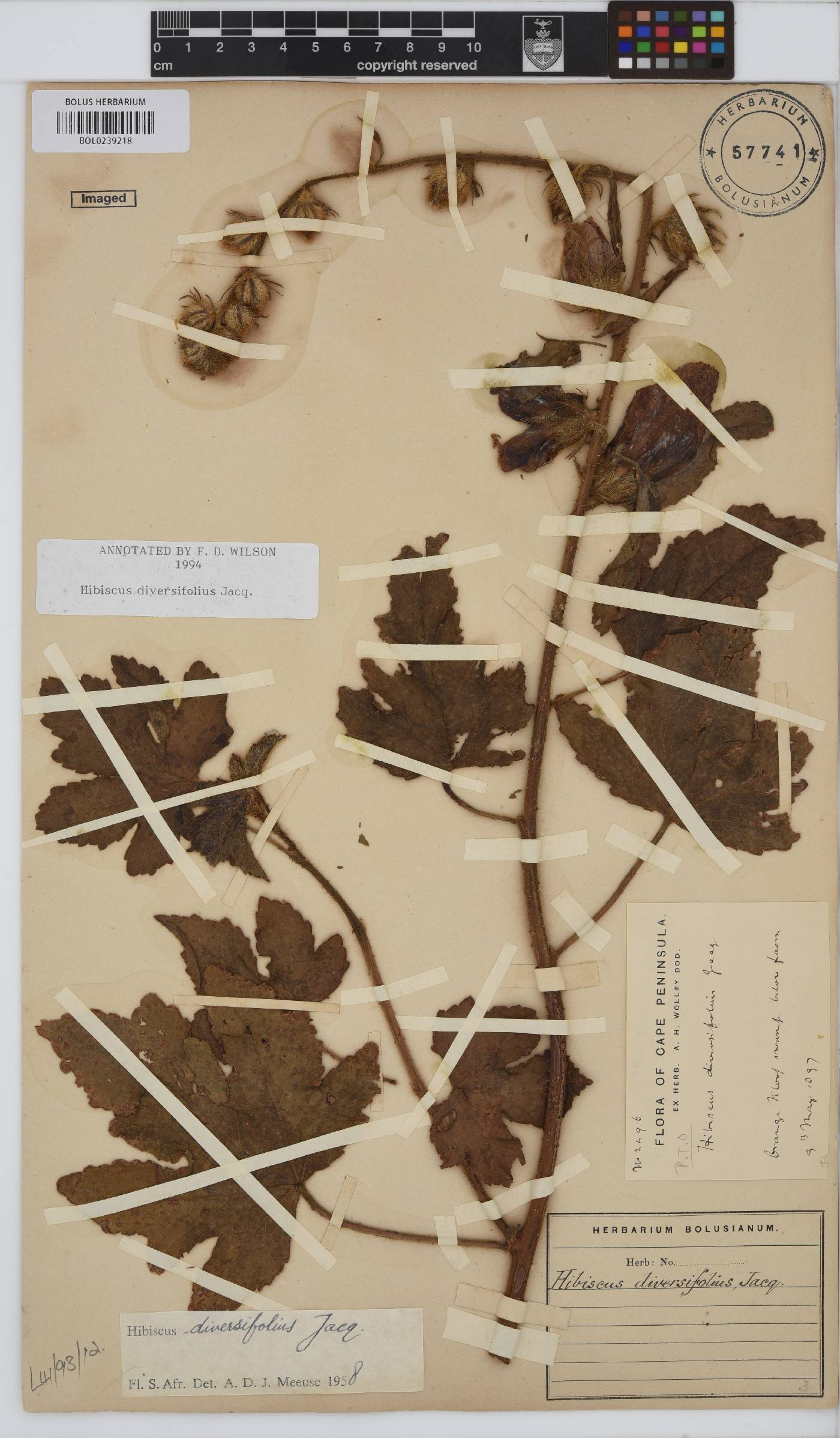 Hibiscus diversifolius image