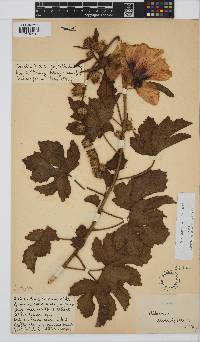 Hibiscus diversifolius image