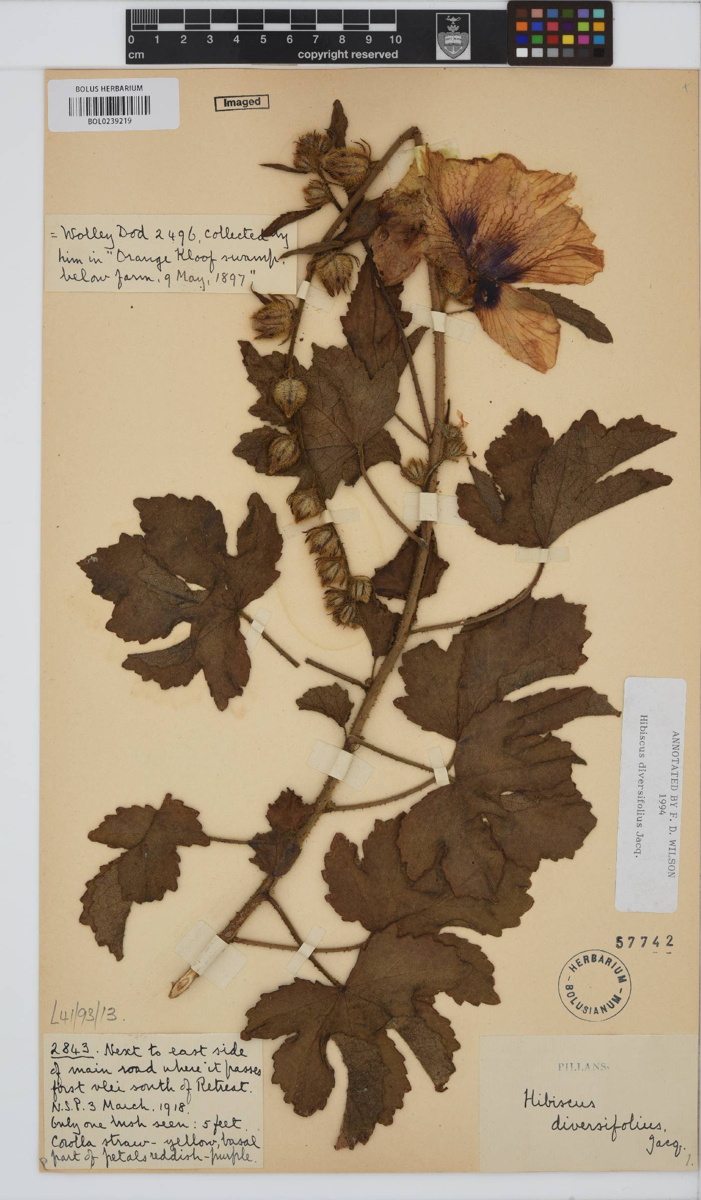 Hibiscus diversifolius image