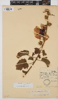 Hibiscus diversifolius image