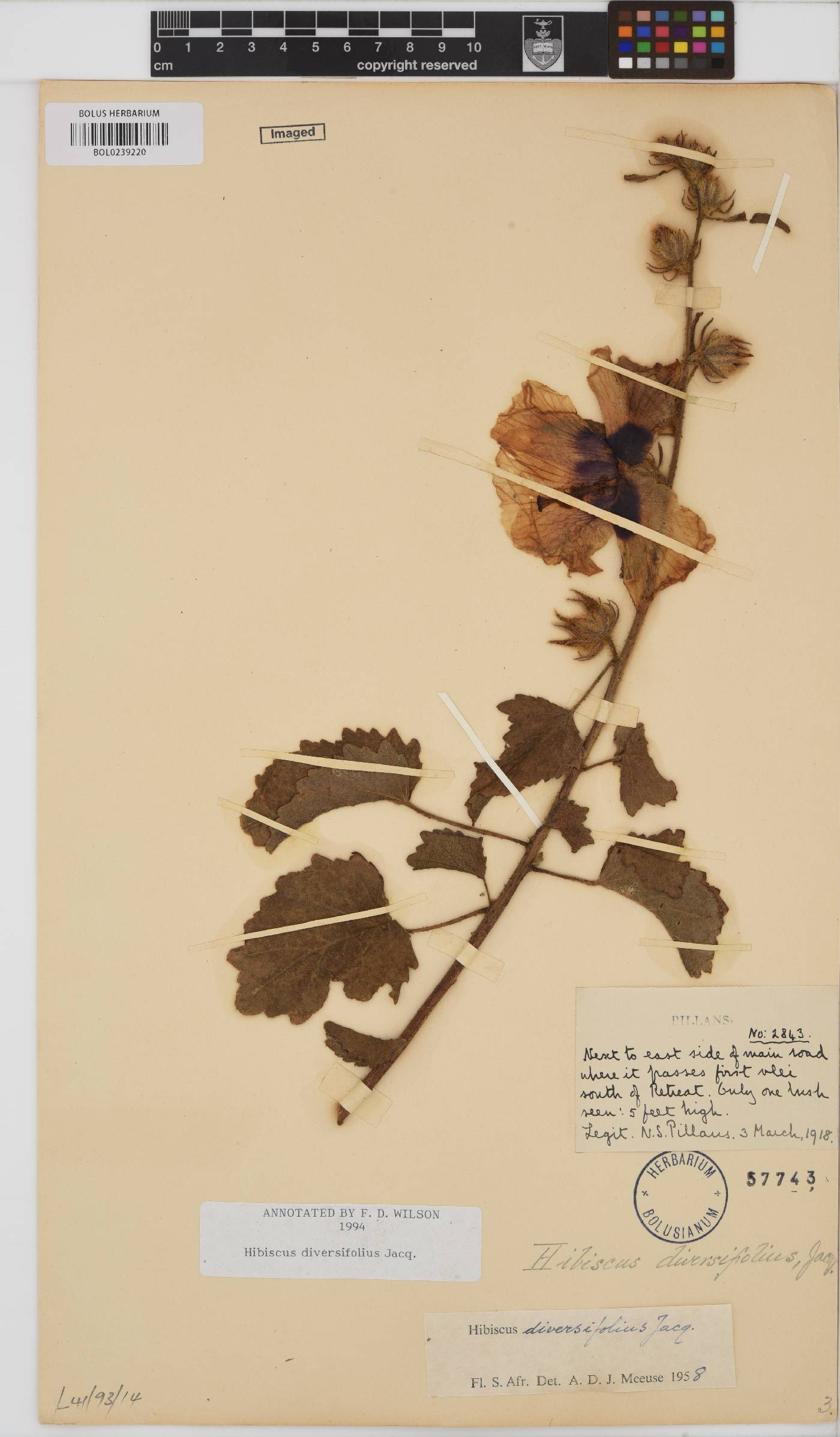 Hibiscus diversifolius image