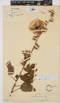 Hibiscus diversifolius image