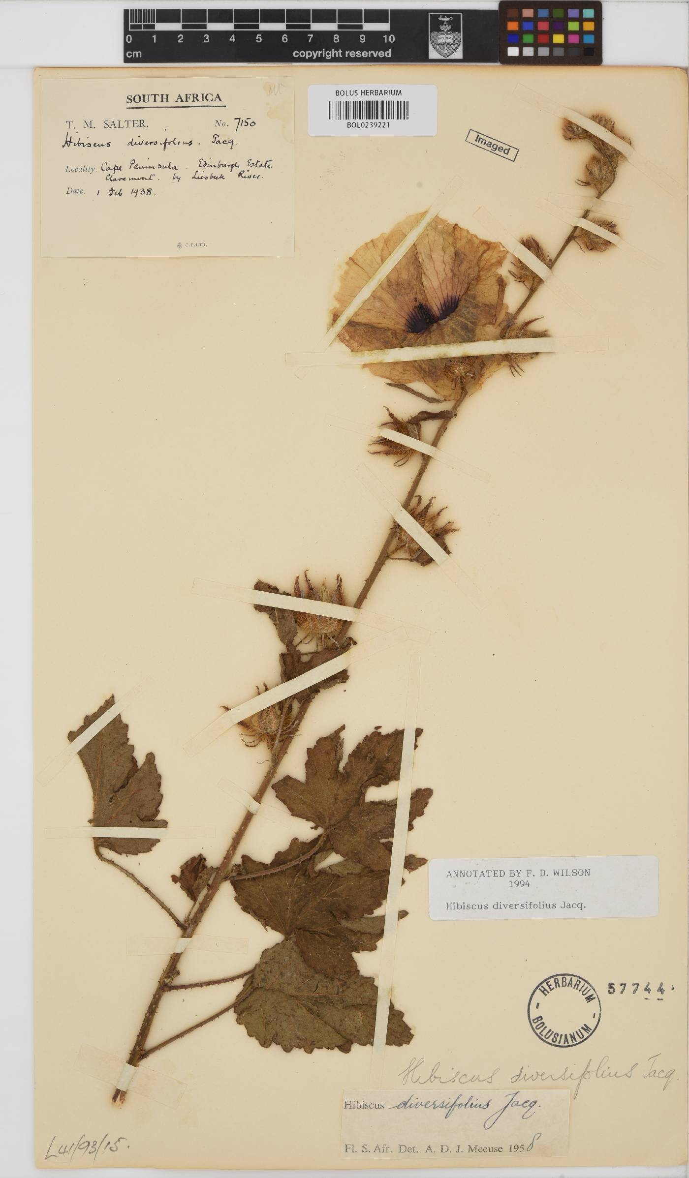 Hibiscus diversifolius image