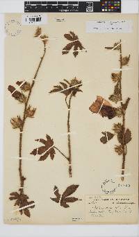 Hibiscus diversifolius image