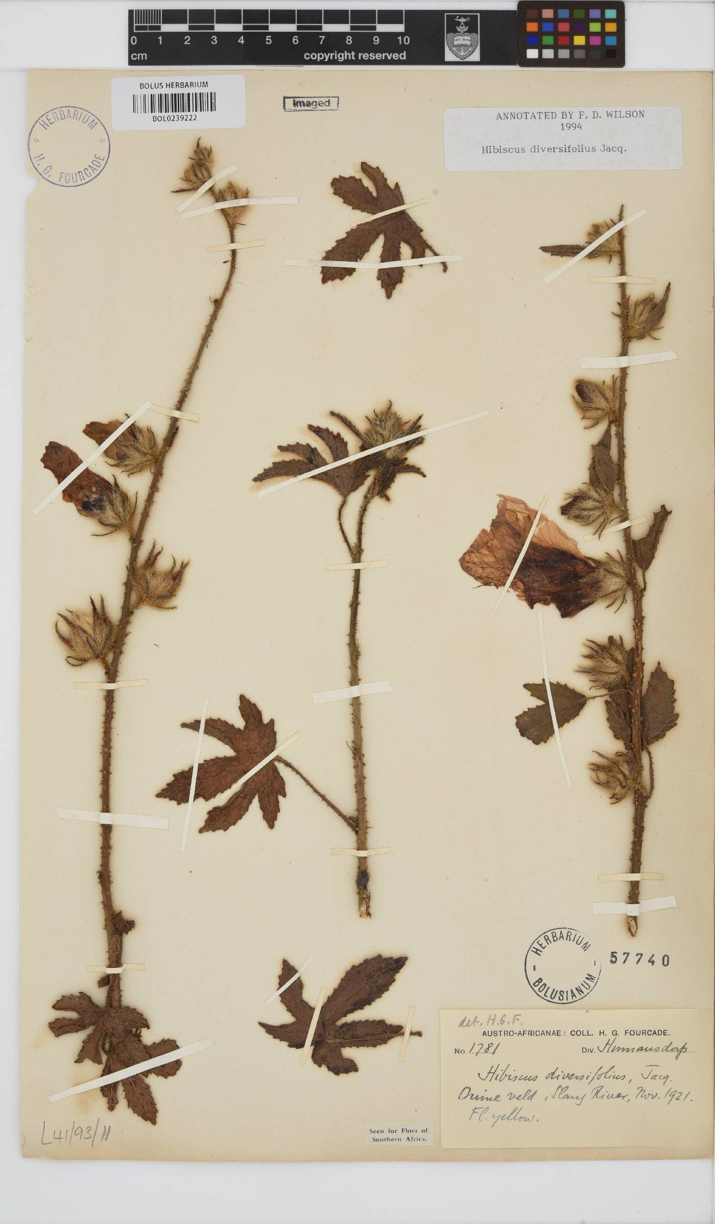 Hibiscus diversifolius image