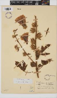 Hibiscus diversifolius image