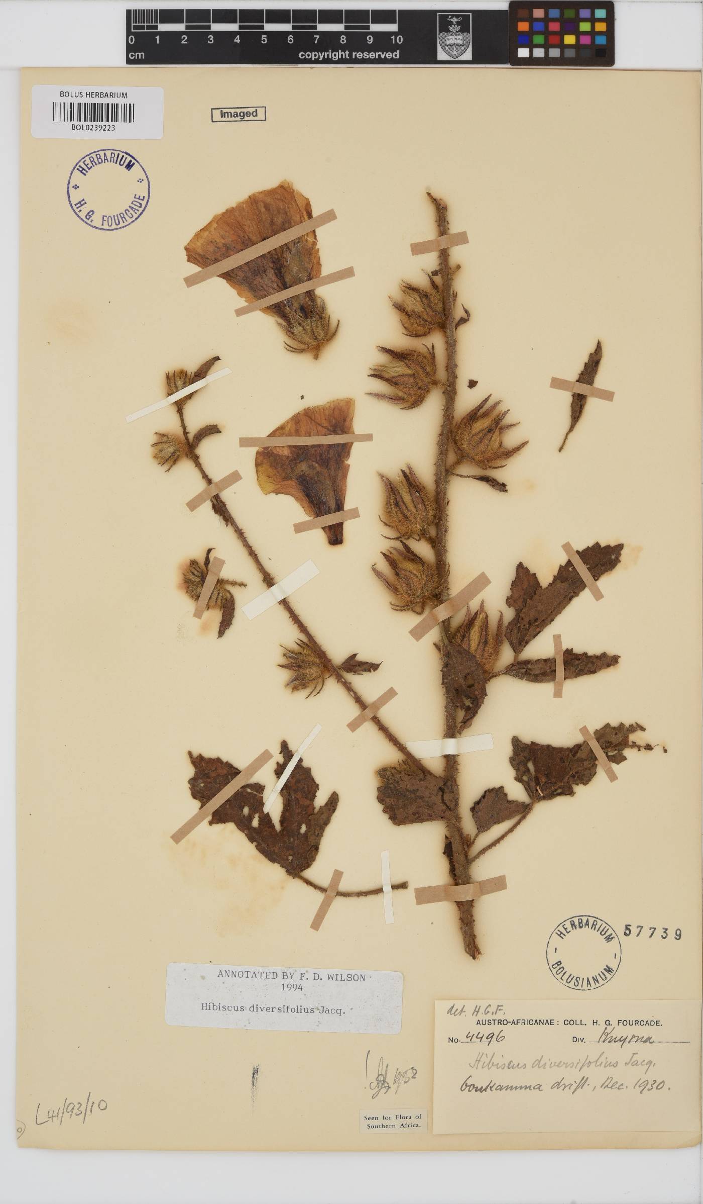 Hibiscus diversifolius image