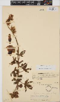 Hibiscus diversifolius image