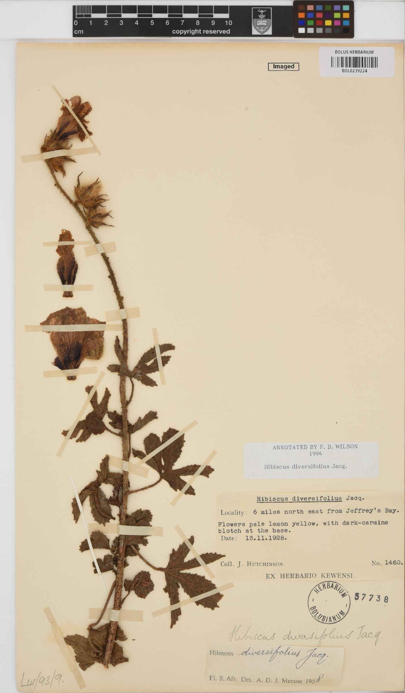 Hibiscus diversifolius image