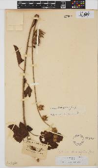 Hibiscus diversifolius image