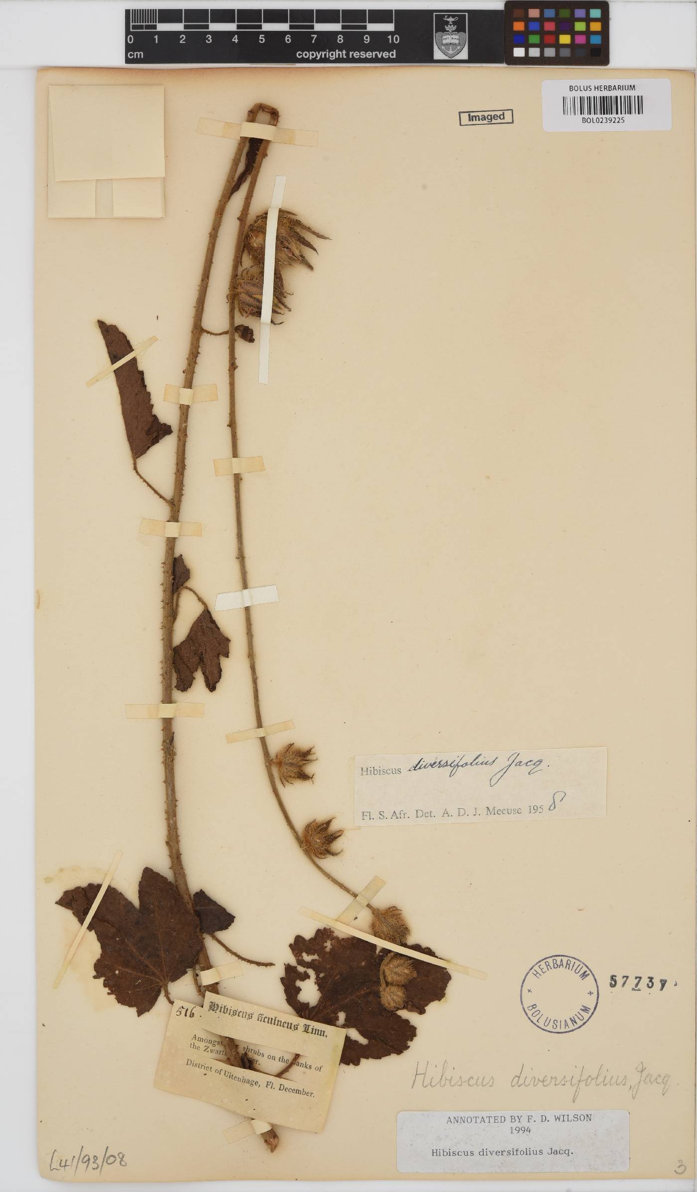 Hibiscus diversifolius image