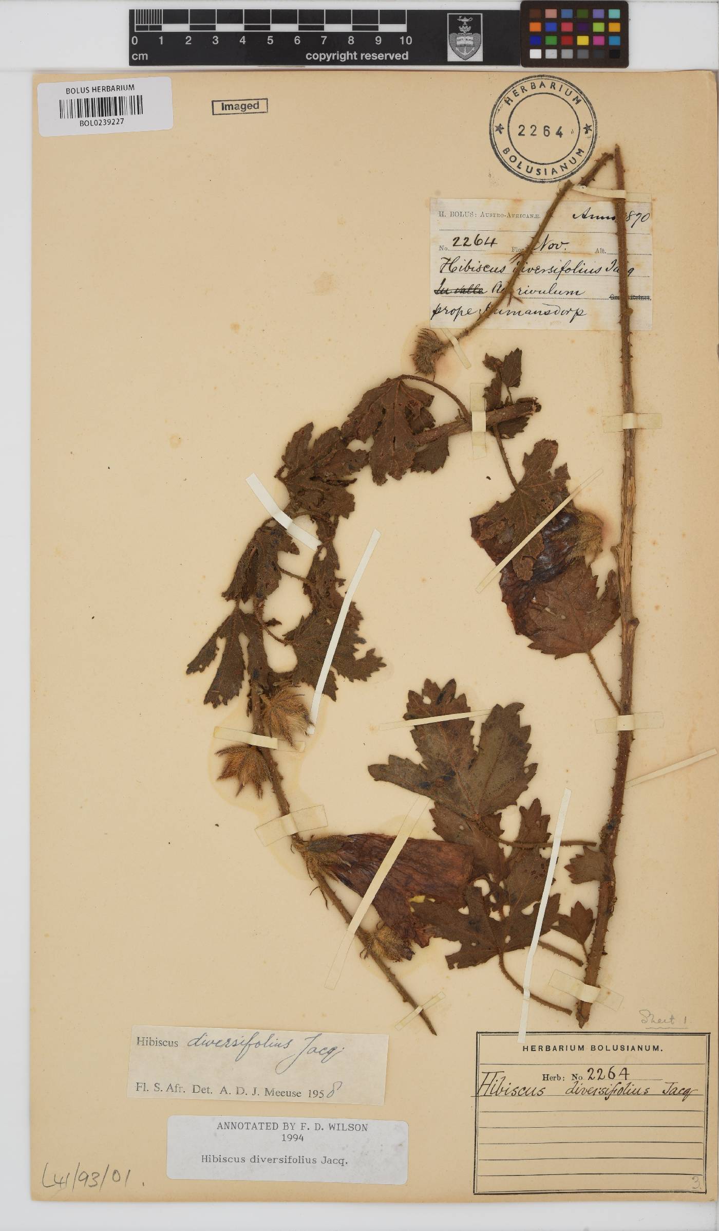 Hibiscus diversifolius image