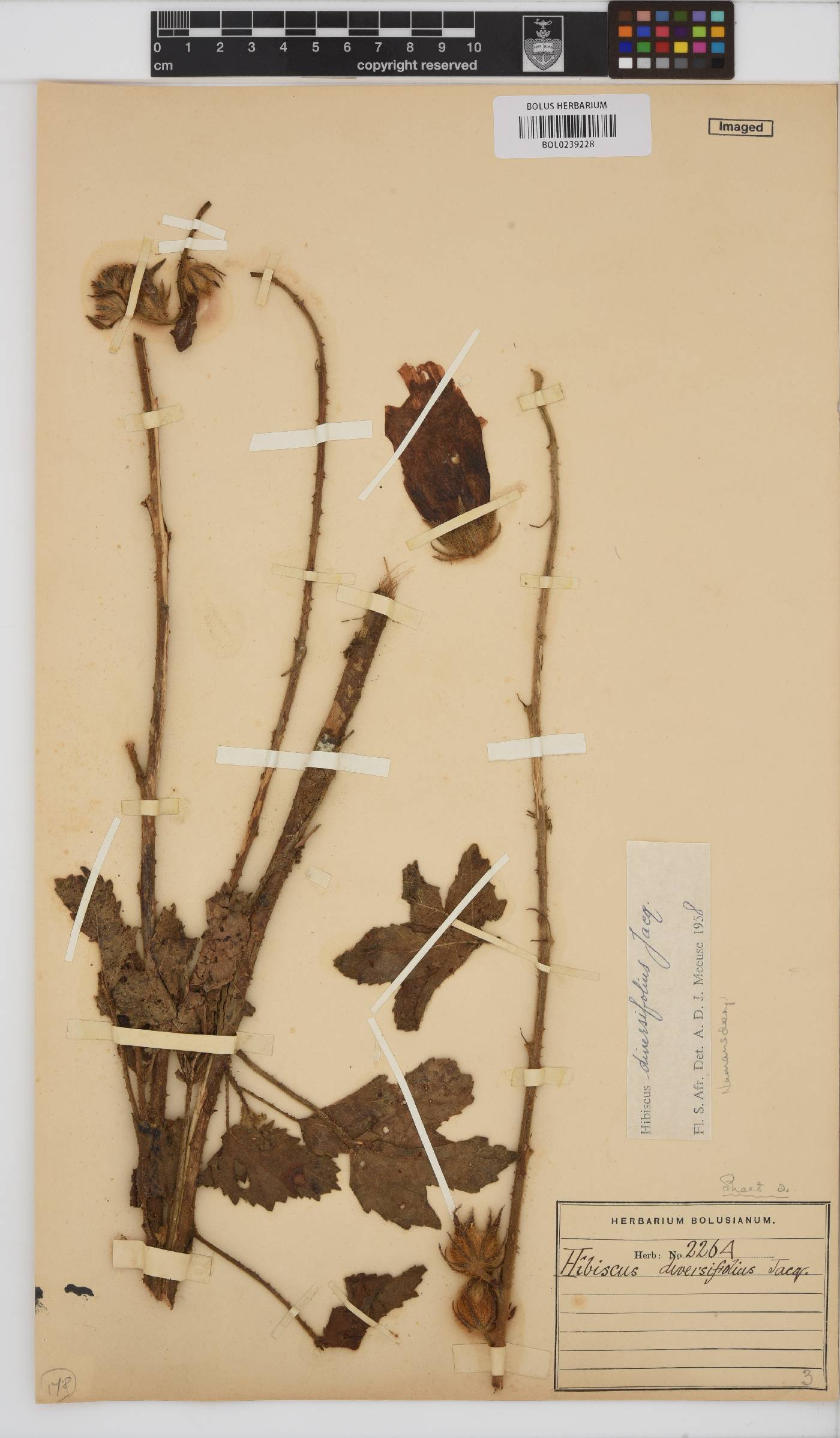 Hibiscus diversifolius image