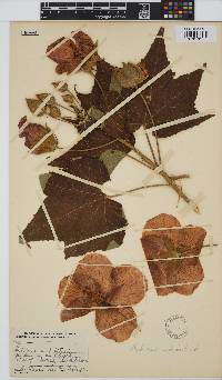 Hibiscus mutabilis image