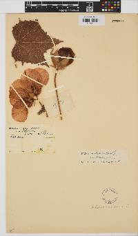 Hibiscus mutabilis image